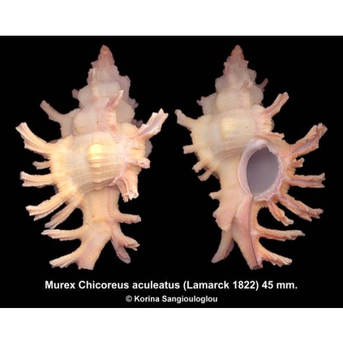 Murex Chicoreus aculeatus Gorgeous!