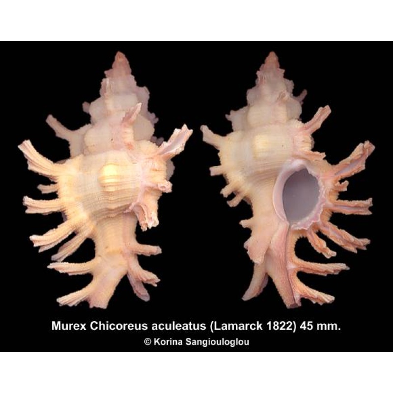 Murex Chicoreus aculeatus Gorgeous!