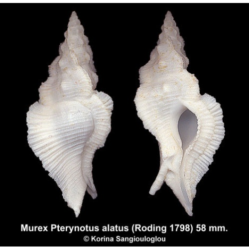 Murex Pterynotus alatus Gorgeous Superb!