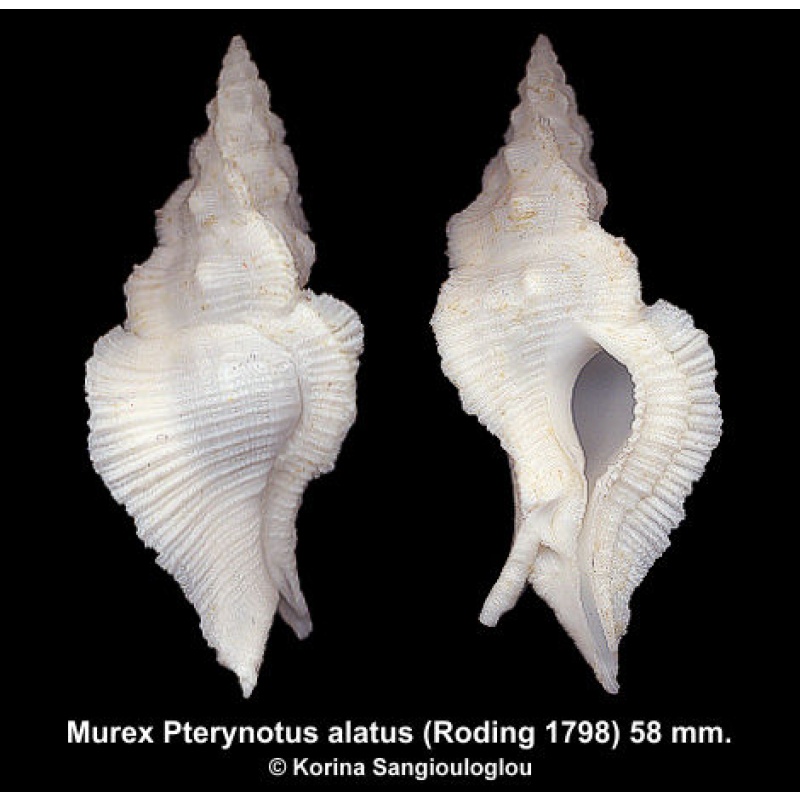 Murex Pterynotus alatus Gorgeous Superb!