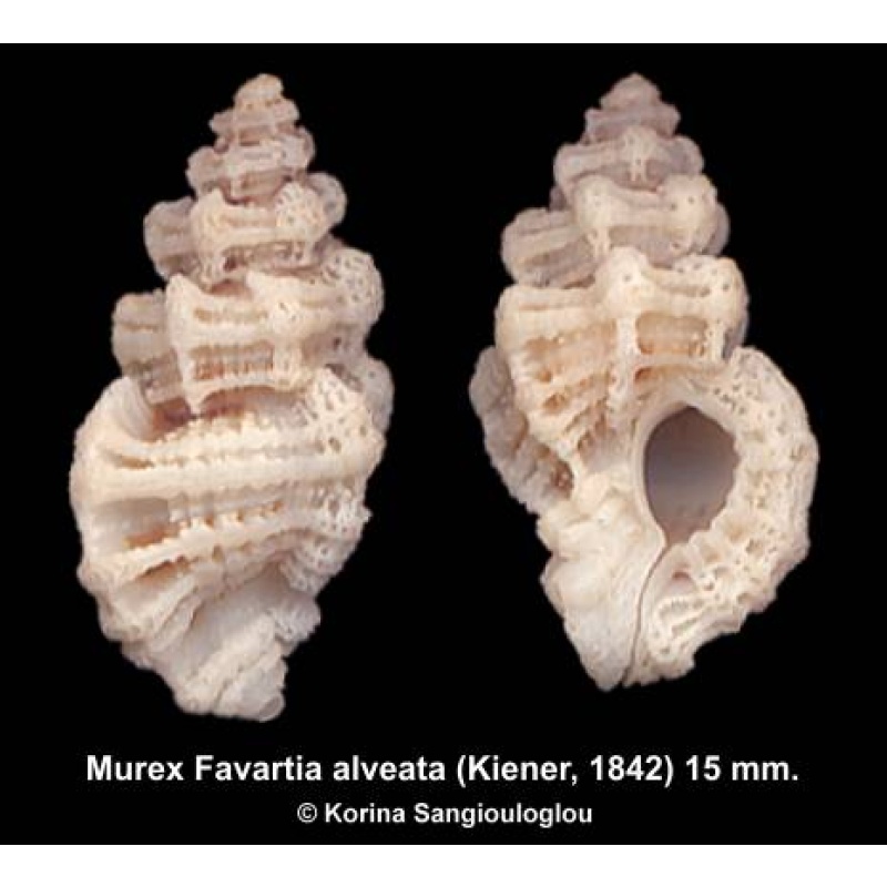 Murex Favartia alveata Outstanding!