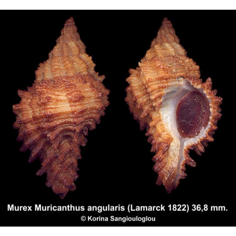 Murex Muricanthus angularis Gorgeous Superb!