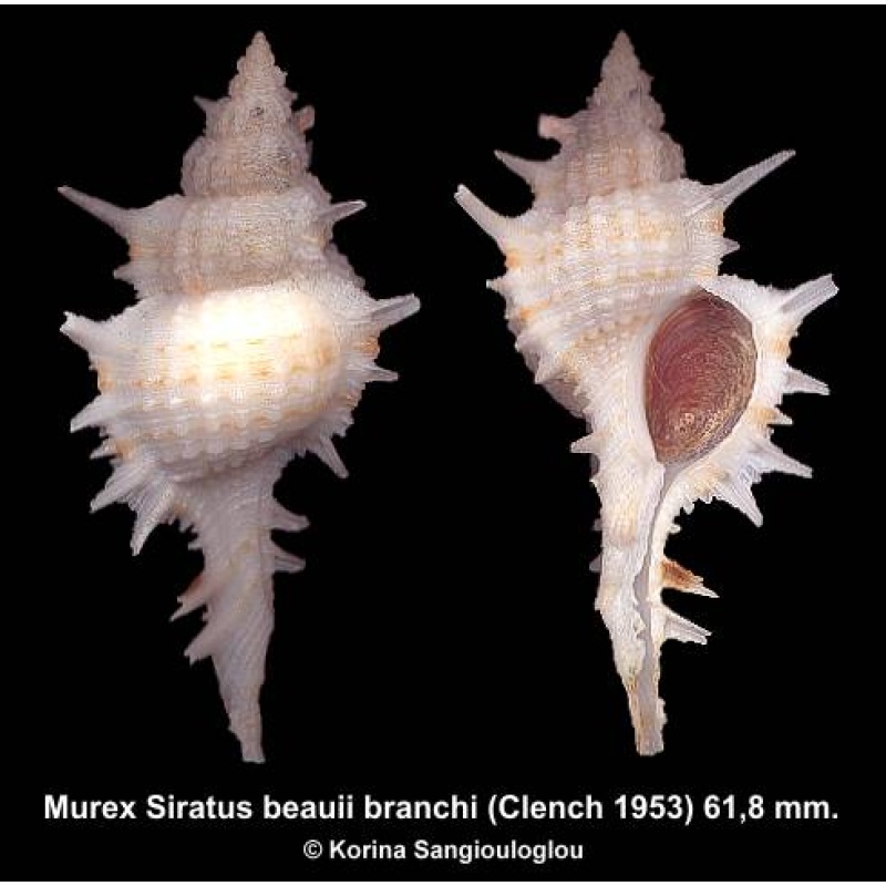 Murex Siratus beauii branchi Gorgeous Light Color!