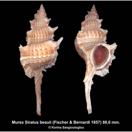 Murex Siratus beauii Gorgeous Large!