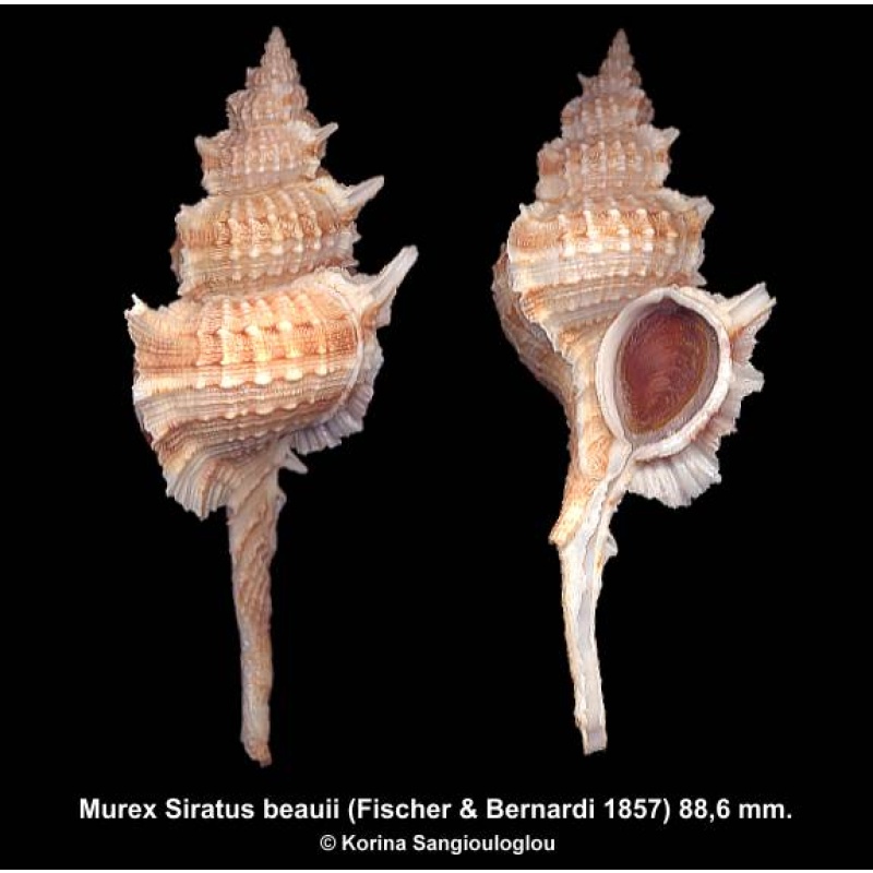 Murex Siratus beauii Gorgeous Large!