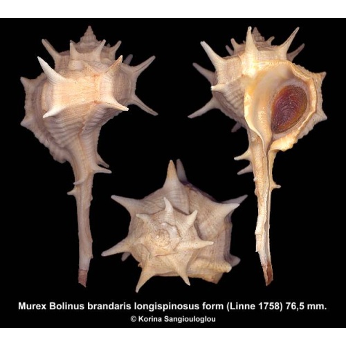 Murex Bolinus brandaris longispinosus form Gorgeous Superb!
