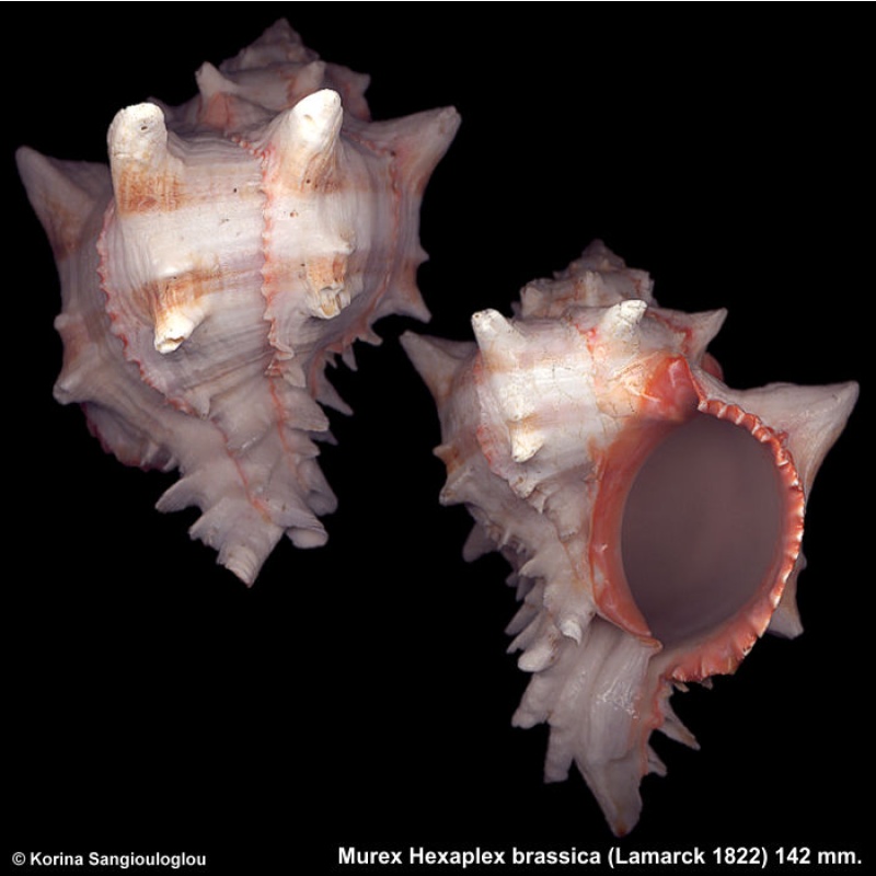 Murex Hexaplex brassica Gorgeous Giant Inflated!