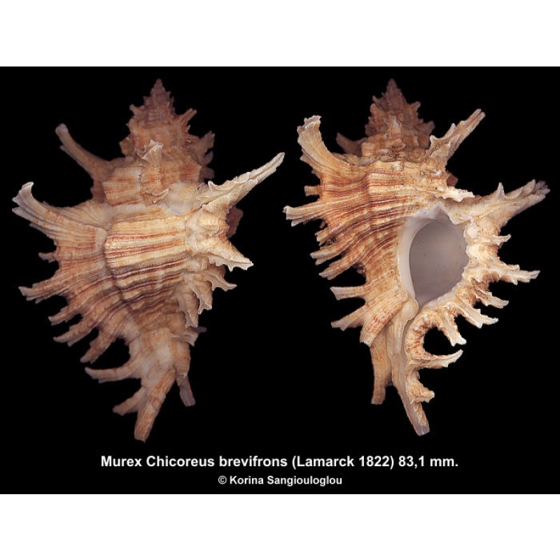 Murex Chicoreus brevifrons Gorgeous Light color Superb!