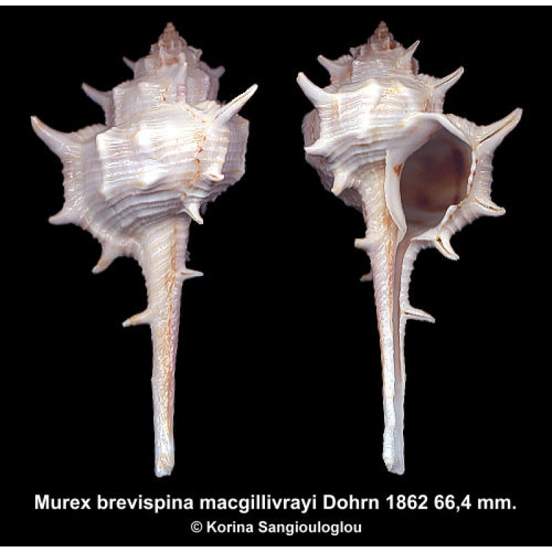 Murex brevispina macgillivrayi Gorgeous Superb Light color!