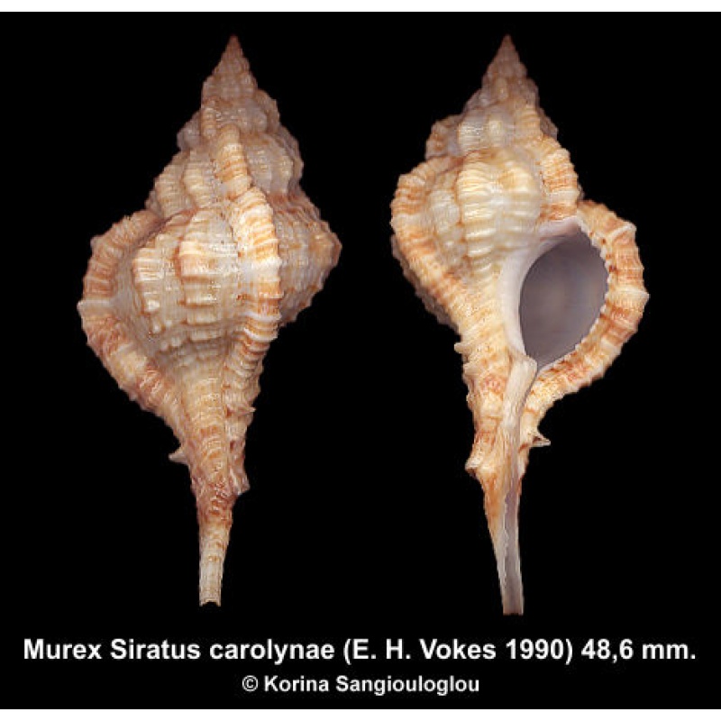 Murex Siratus carolynae Gorgeous Superb!
