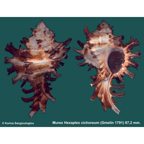 Murex Hexaplex cichoreum Gorgeous Banded!