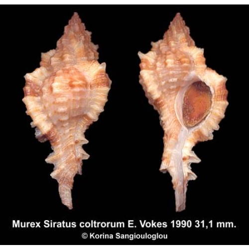 Murex Siratus coltrorum Gorgeous Superb!