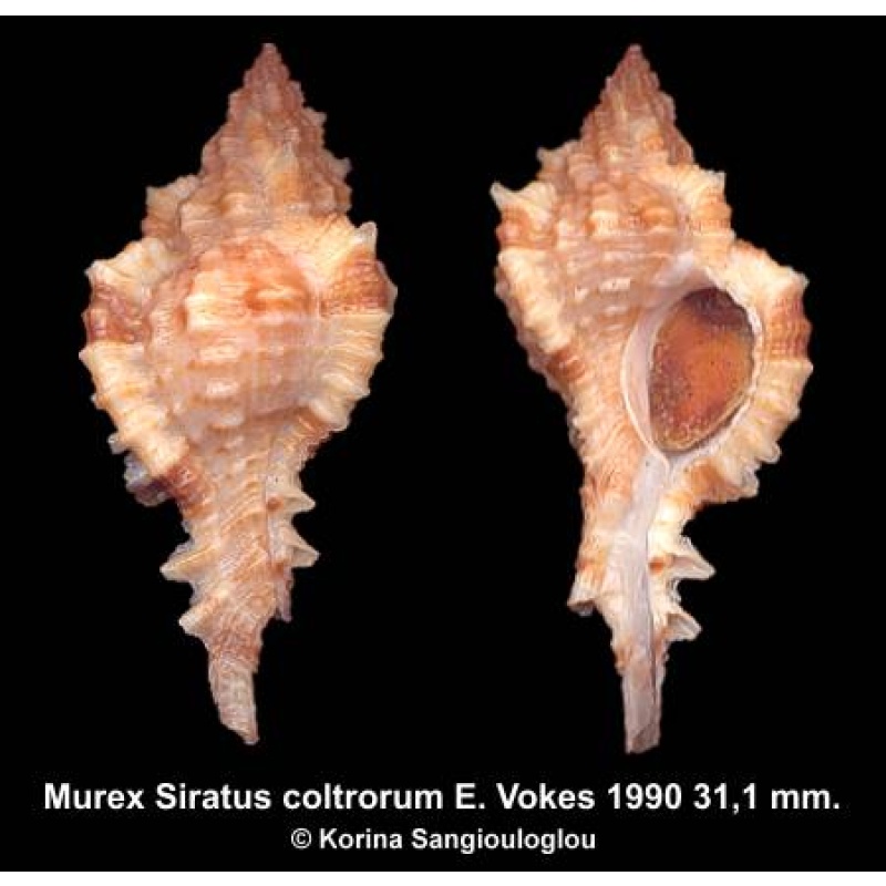 Murex Siratus coltrorum Gorgeous Superb!