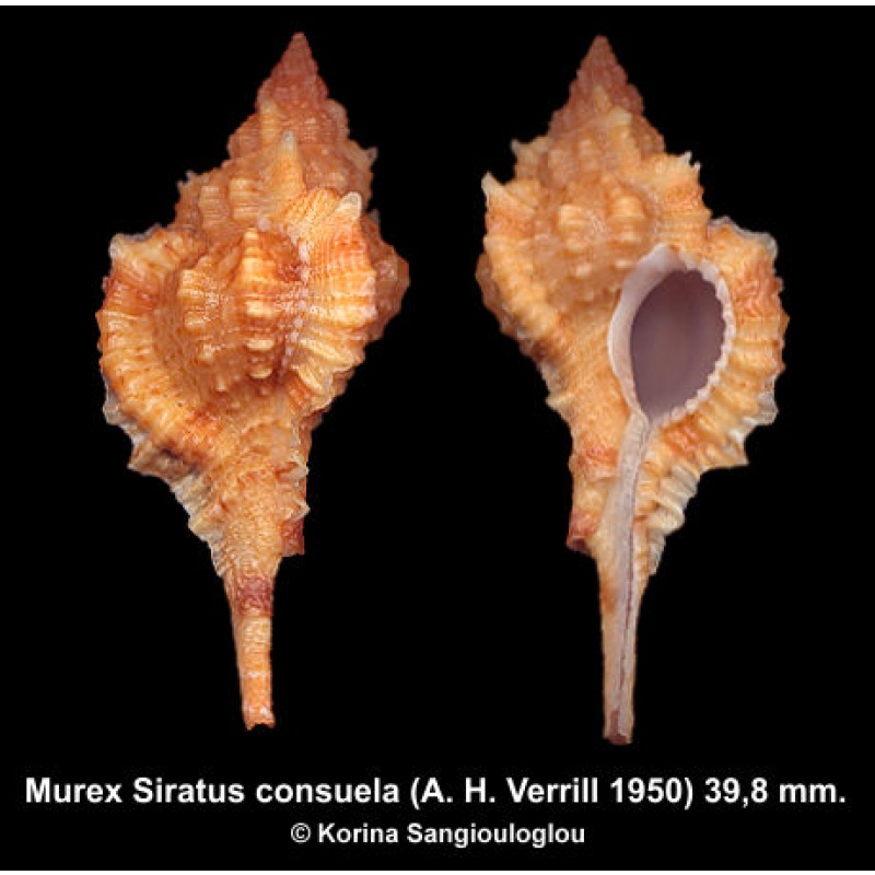 Murex Siratus consuela Gorgeous Orange!