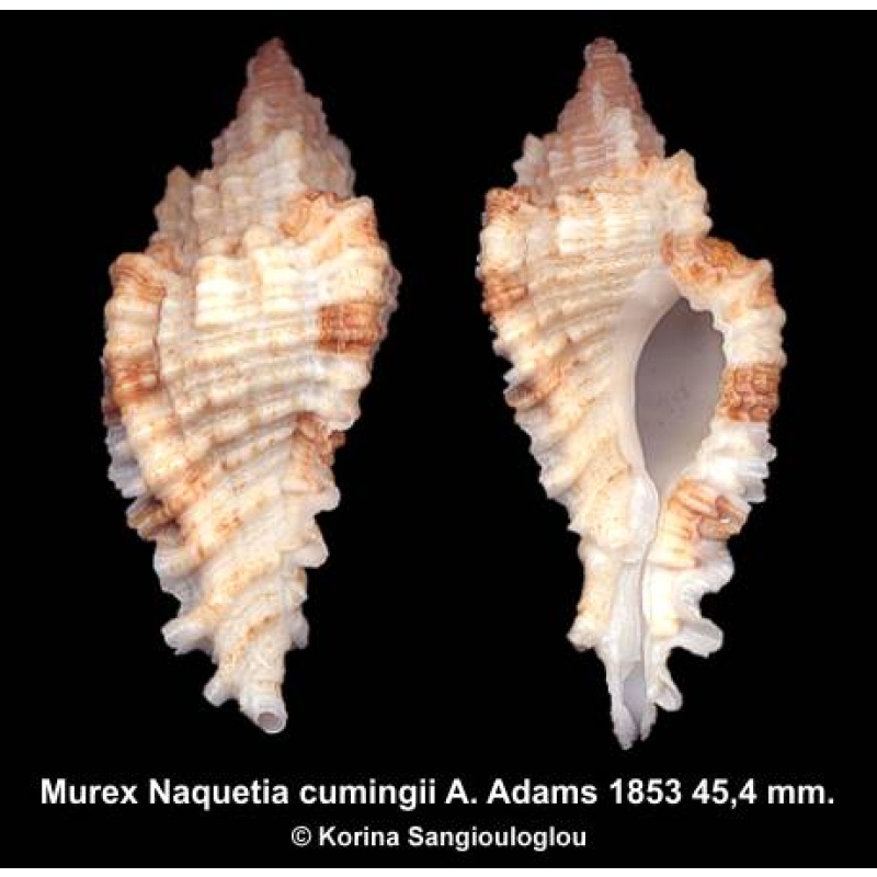 Murex Naquetia cumingii Gorgeous!