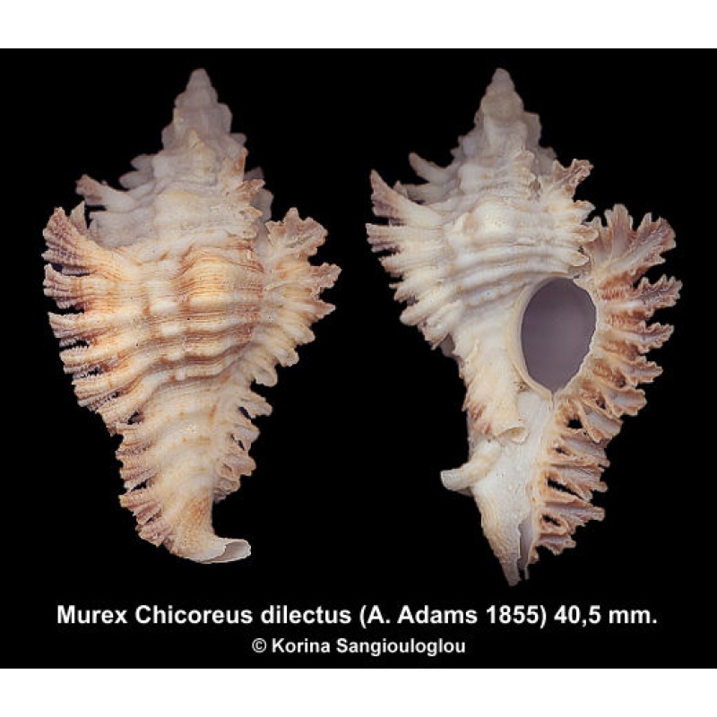 Murex Chicoreus dilectus Gorgeous Superb!