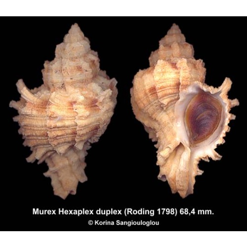 Murex Hexaplex duplex Gorgeous!
