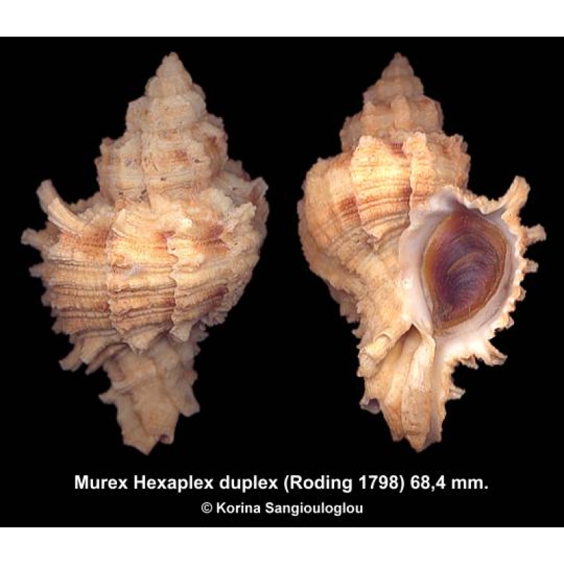Murex Hexaplex duplex Gorgeous!