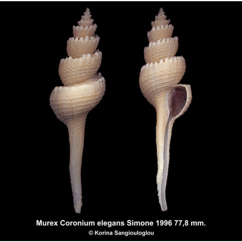 Murex Coronium elegans Gorgeous Extra Large!