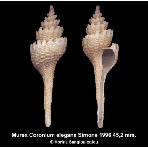 Murex Coronium elegans Gorgeous Special Form!