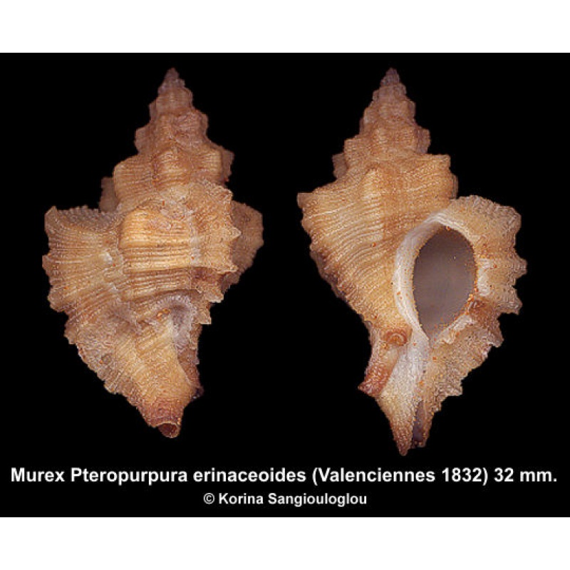 Murex Pteropurpura erinaceoides Gorgeous Rare Superb!