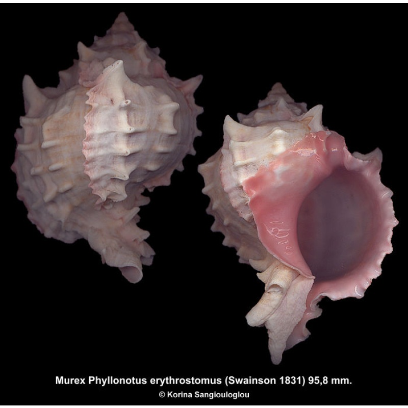 Murex Phyllonotus erythrostomus Gorgeous!
