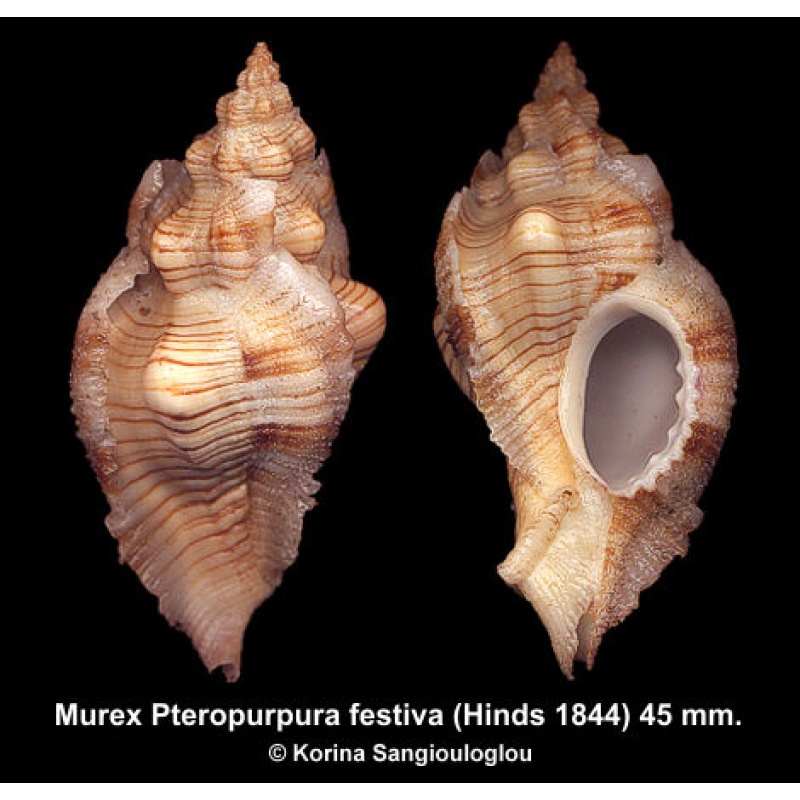 Murex Pteropurpura festiva Gorgeous Superb!