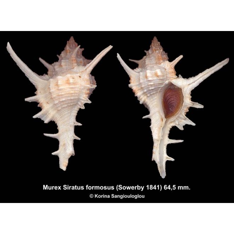 Murex Siratus formosus Gorgeous Superb!