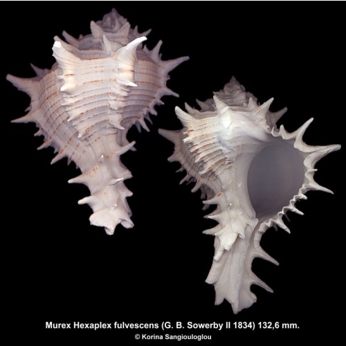 Murex Hexaplex fulvescens Gorgeous Large Superb!