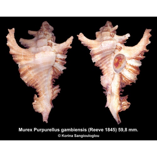 Murex Purpurellus gambiensis Gorgeous!