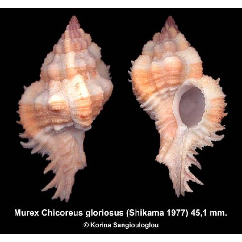 Murex Chicoreus gloriosus Gorgeous Banded White/Orange!
