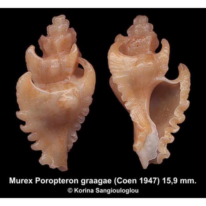 Murex Poropteron graagae Gorgeous Superb!