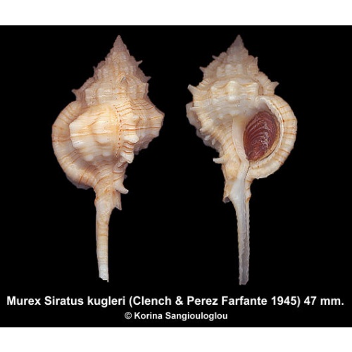 Murex Siratus kugleri Gorgeous Deep Water Species!