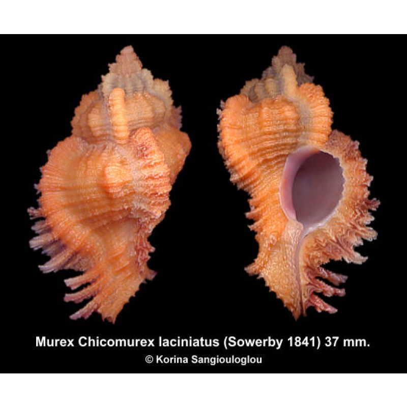 Murex Chicomurex laciniatus Gorgeous Orange!