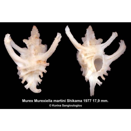 Murex Murexiella martini Gorgeous White Superb!