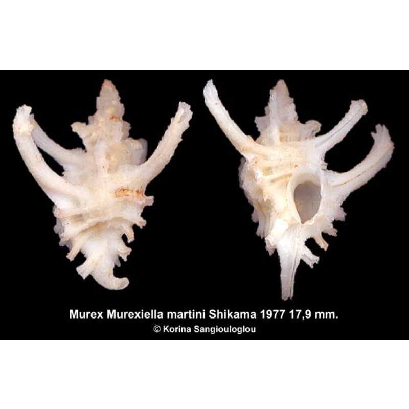 Murex Murexiella martini Gorgeous White Superb!