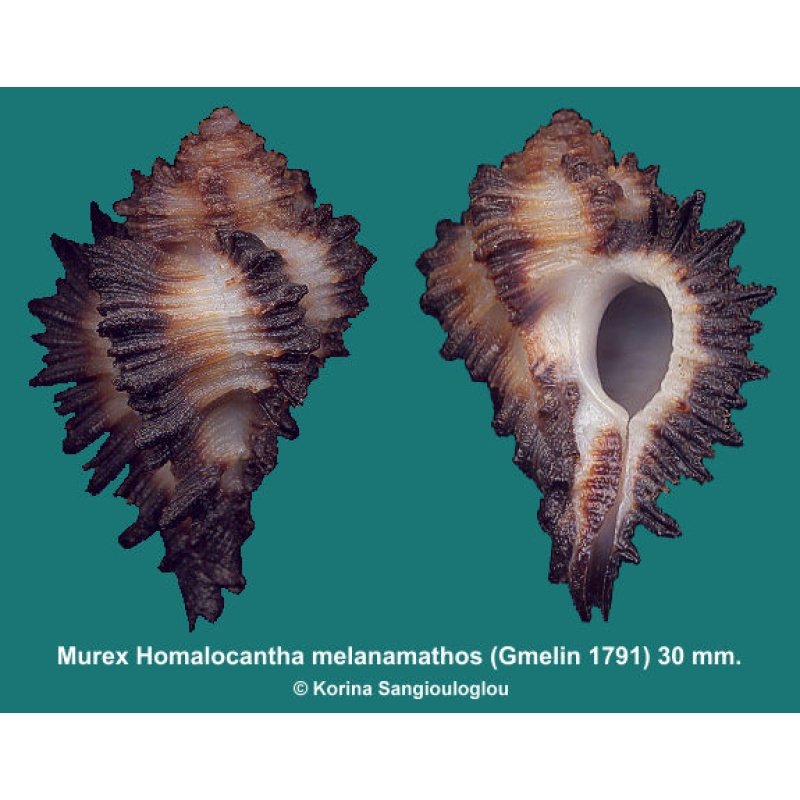 Murex Homalocantha melanamathos Gorgeous!