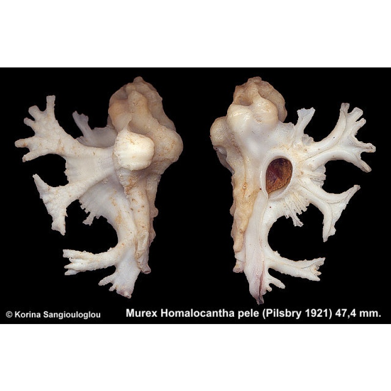 Murex Homalocantha pele Gorgeous Flat Spines Large!