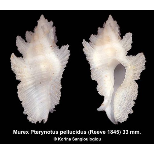 Murex Pterynotus pellucidus Gorgeous!