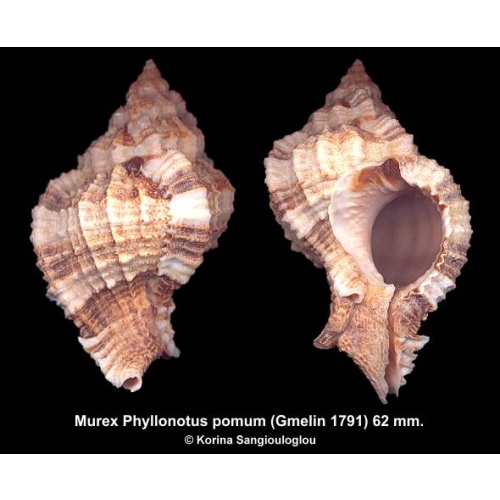 Murex Phyllonotus pomum Gorgeous!