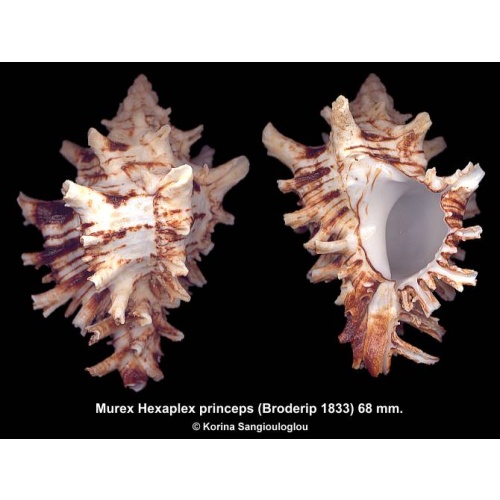 Murex Hexaplex princeps Gorgeous!