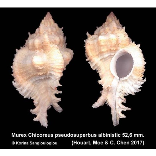Murex Chicoreus pseudosuperbus albinistic Gorgeous!