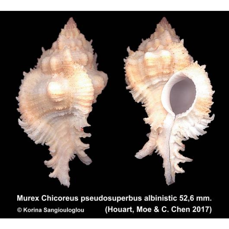 Murex Chicoreus pseudosuperbus albinistic Gorgeous!