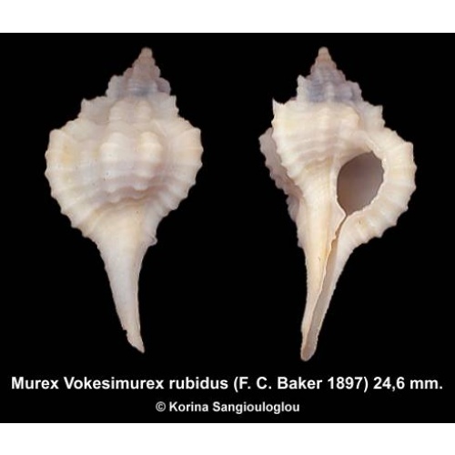 Murex Vokesimurex rubidus Gorgeous Curious Small!