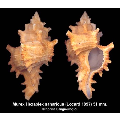Murex Hexaplex saharicus Gorgeous Orange!
