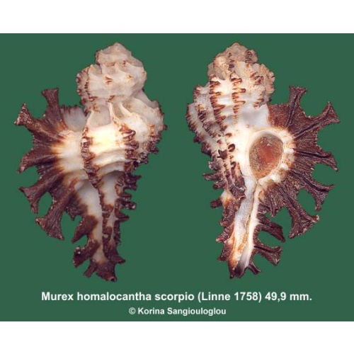 Murex homalocantha scorpio Gorgeous White Black!