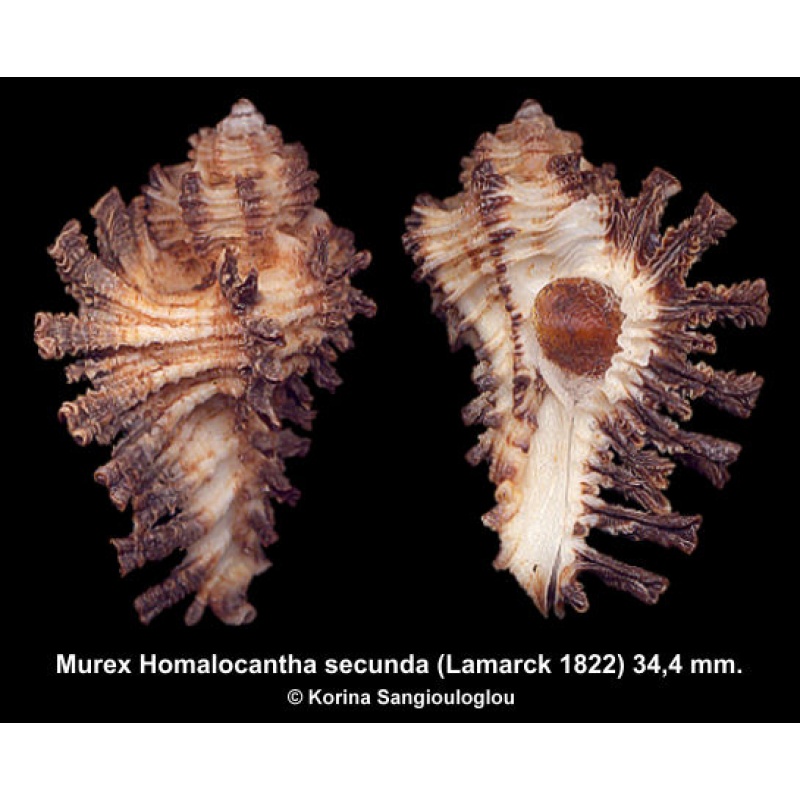Murex Homalocantha secunda Gorgeous Superb!