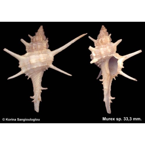 Murex sp. Gorgeous Cute Baby!