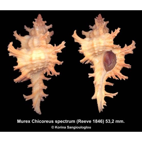 Murex Chicoreus spectrum Gorgeous Cute Yellow/Orange!