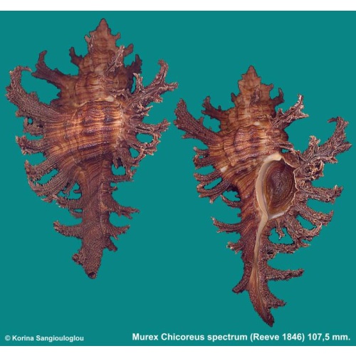 Murex Chicoreus spectrum Gorgeous Exceptional Large Dark!